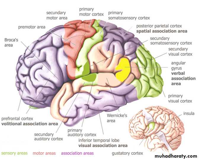 Cerebrum 2