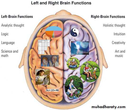 Cerebrum 2