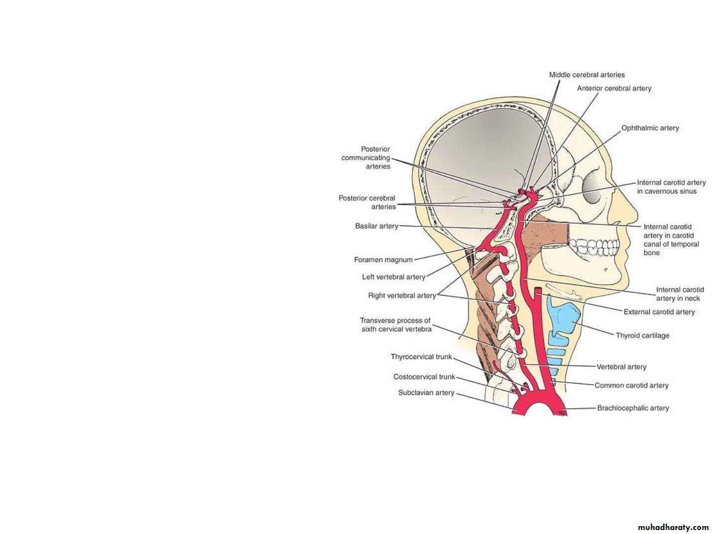 Cerebrum 2