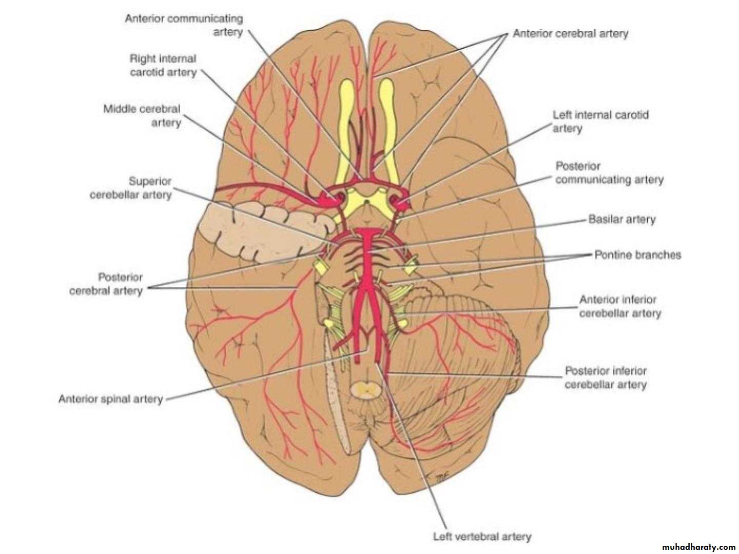 Cerebrum 2