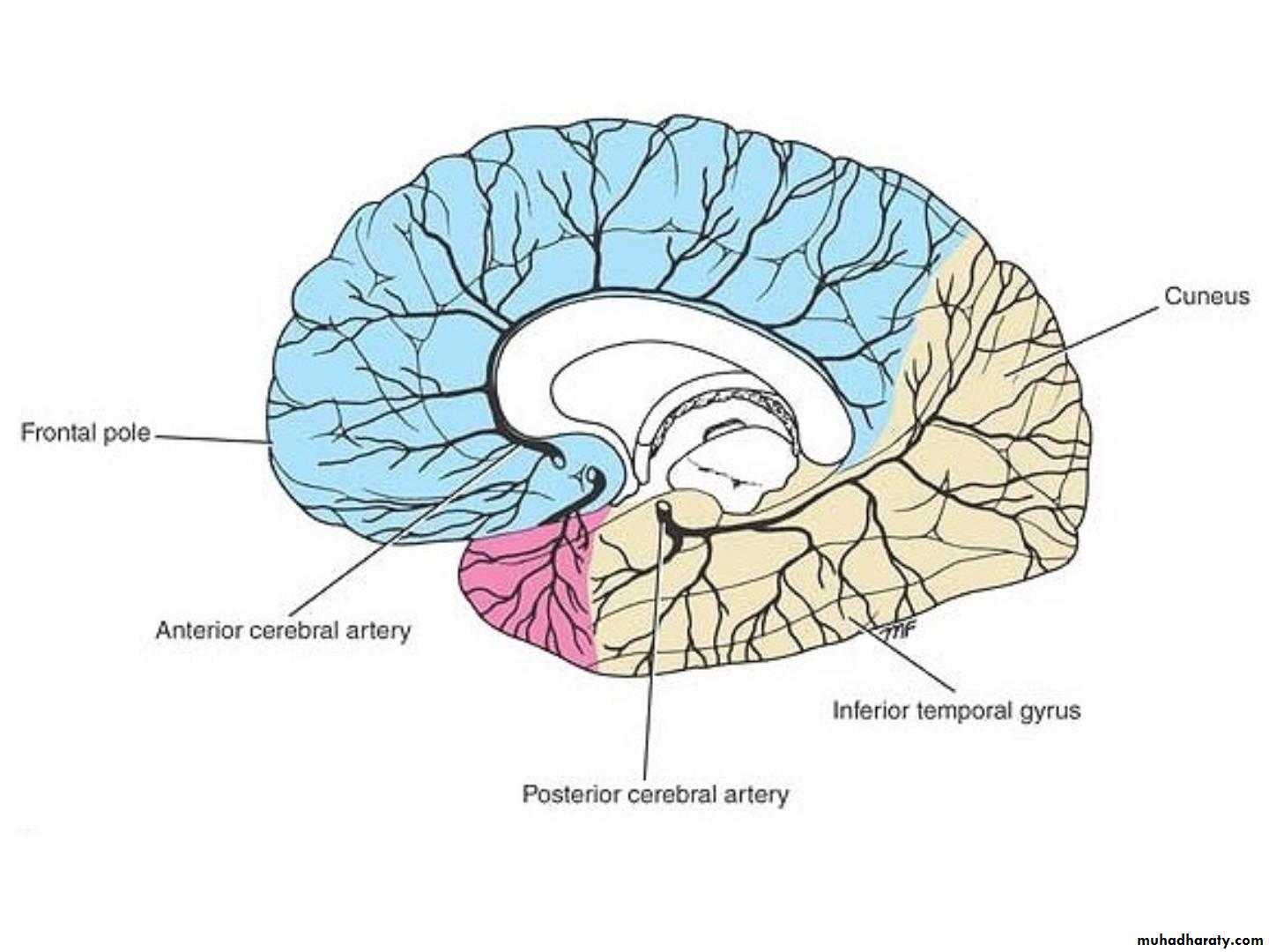 Cerebrum 2