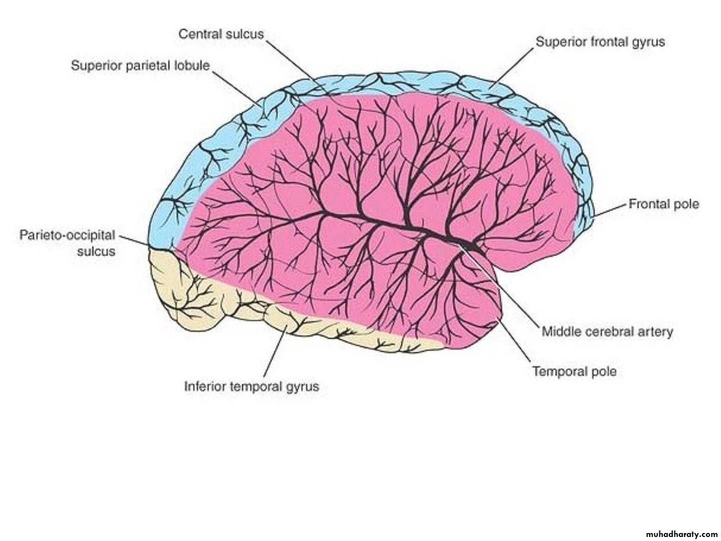 Cerebrum 2