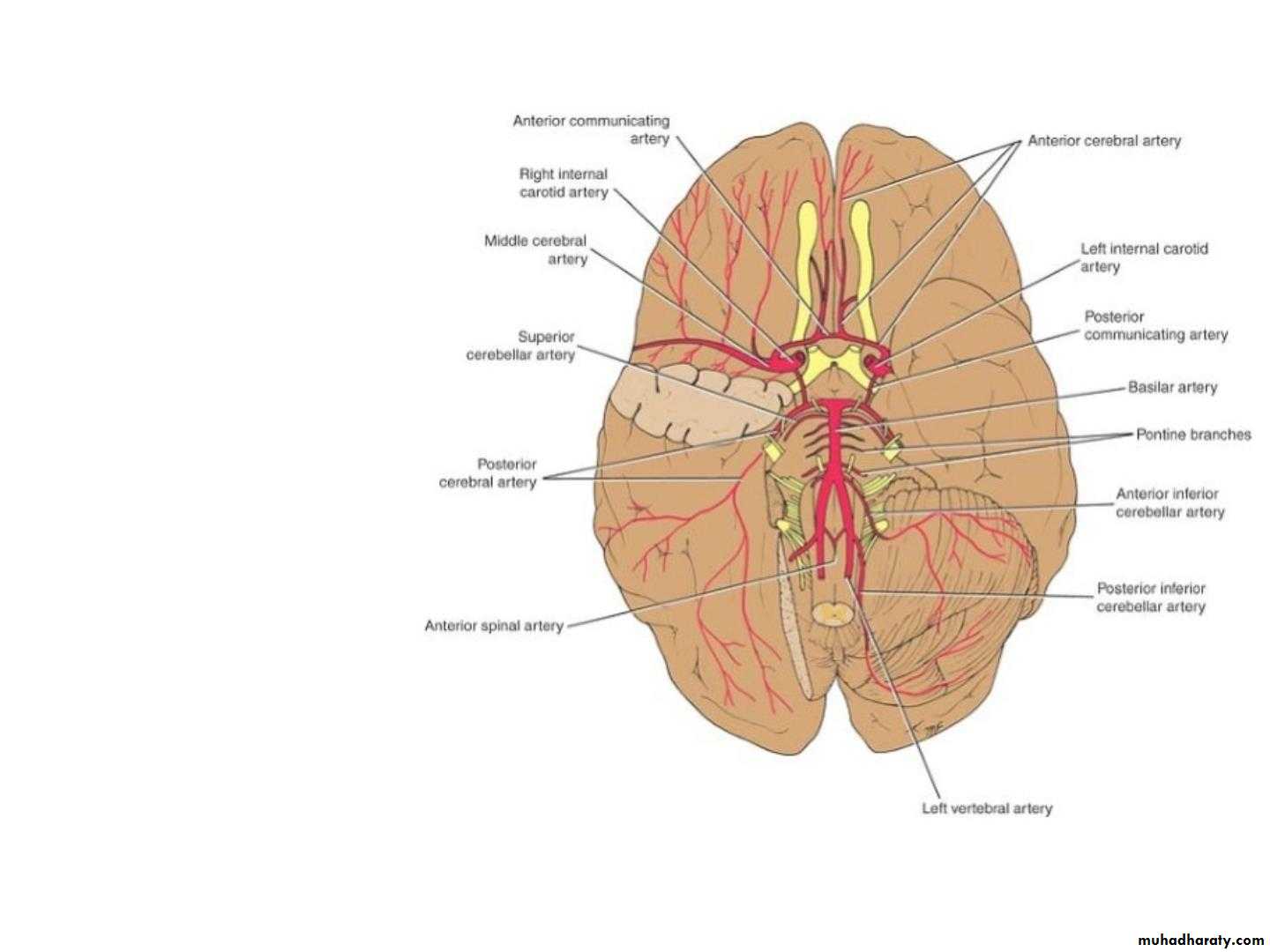 Cerebrum 2