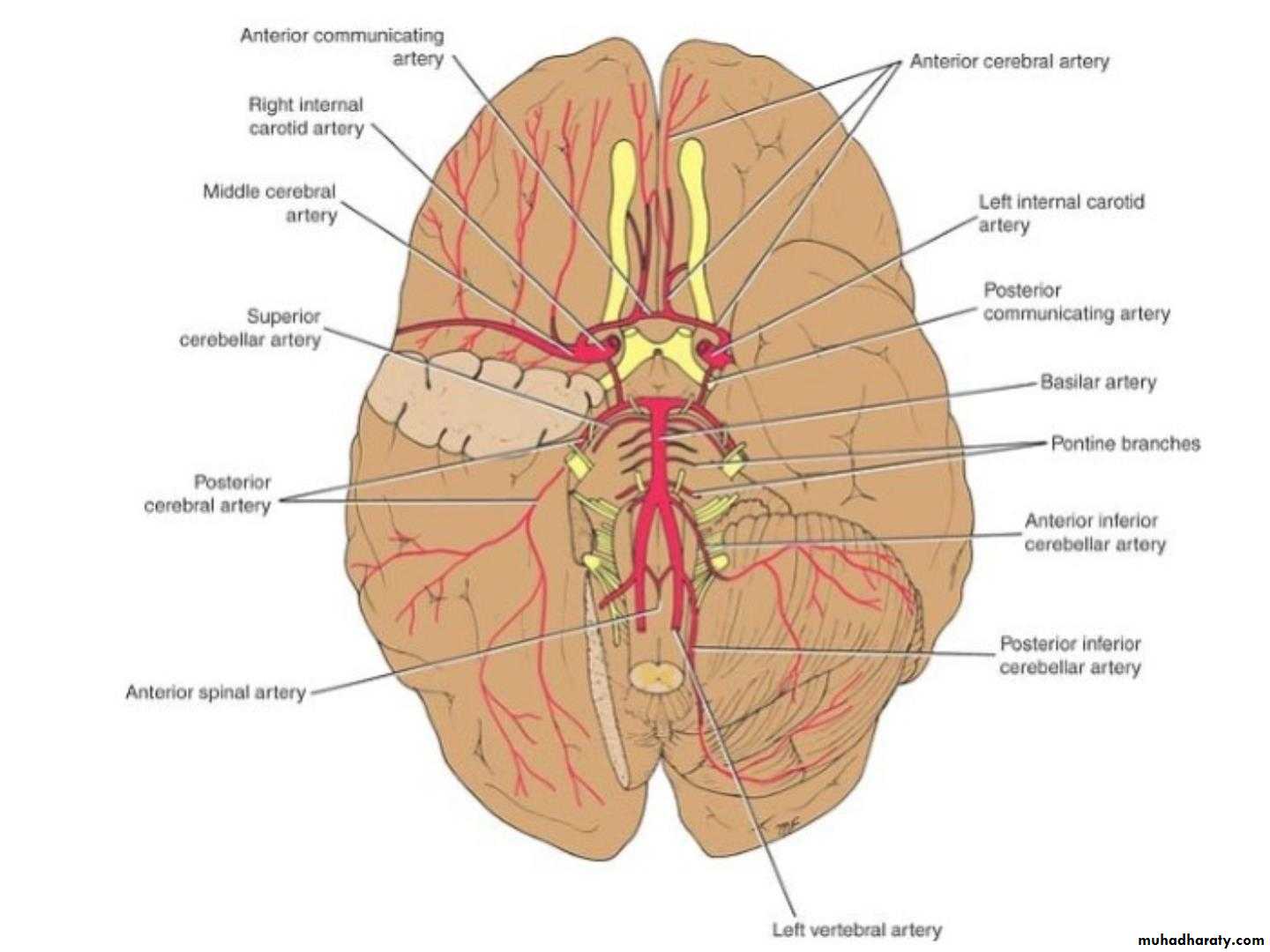 Cerebrum 2