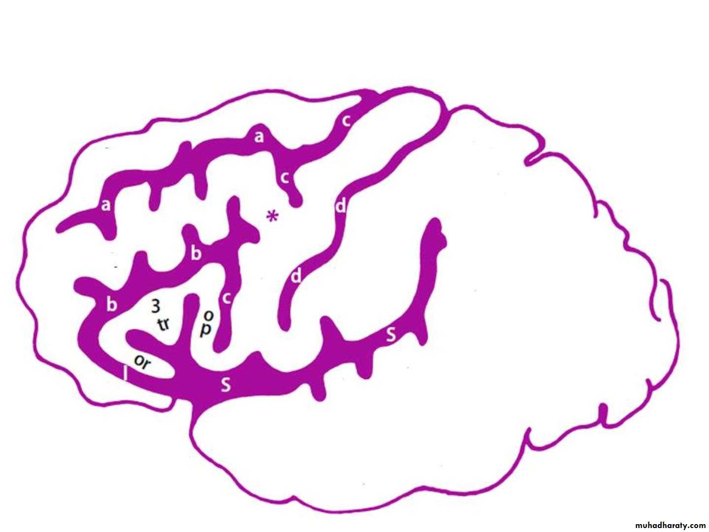 Cerebrum 2