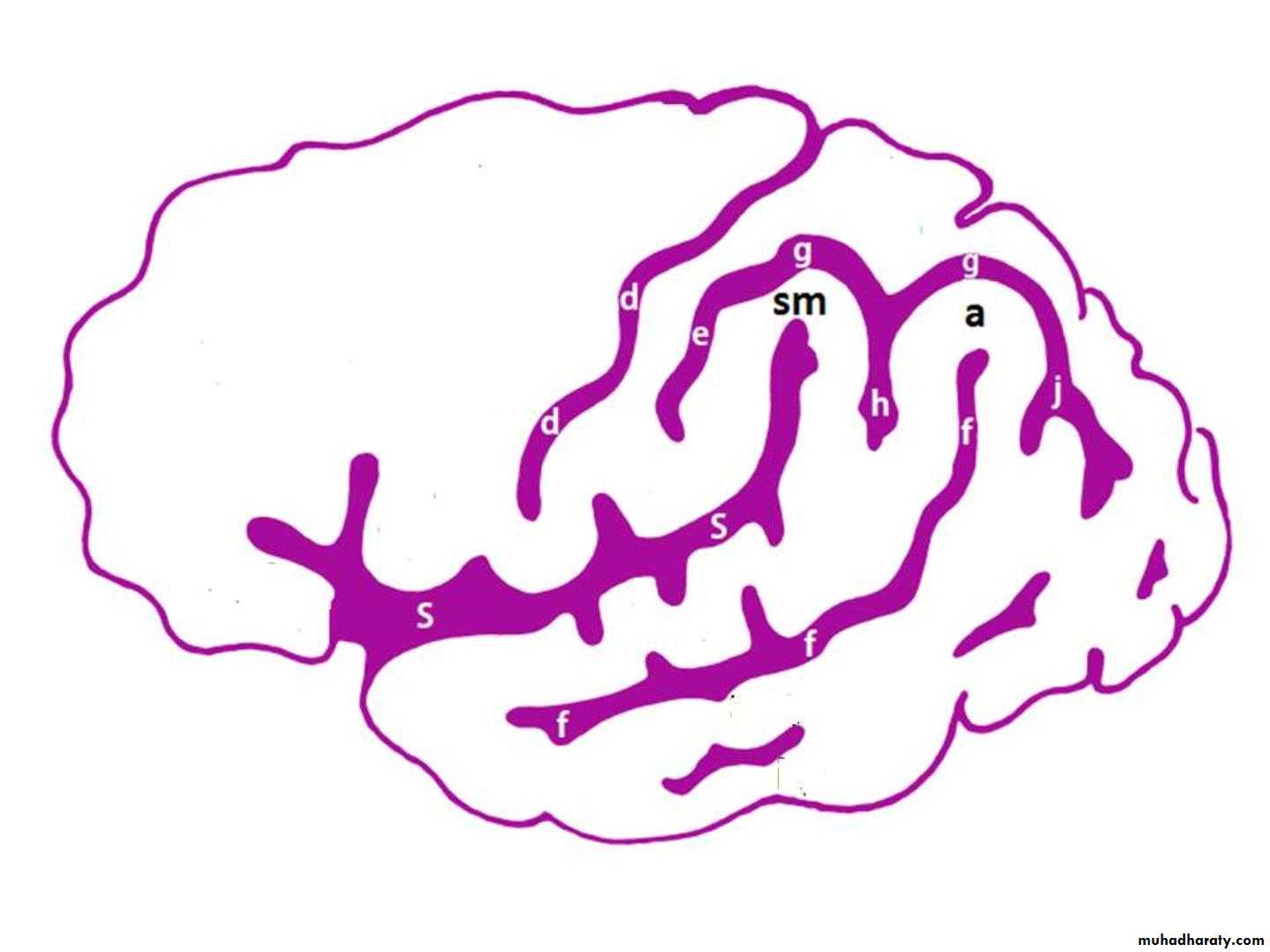 Cerebrum 2