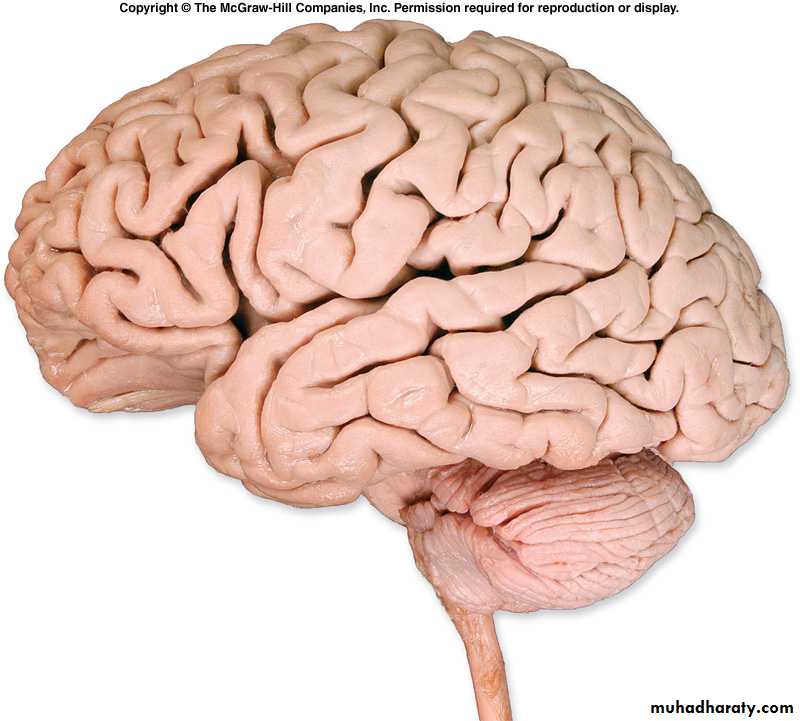 Cerebrum 2