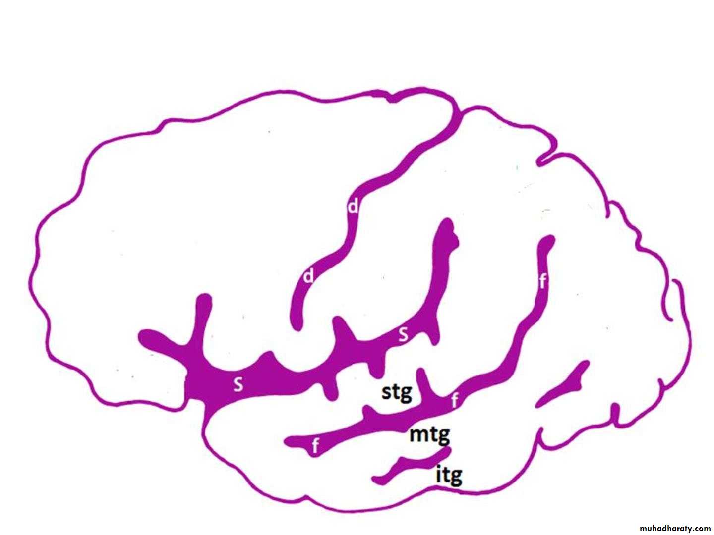 Cerebrum 2