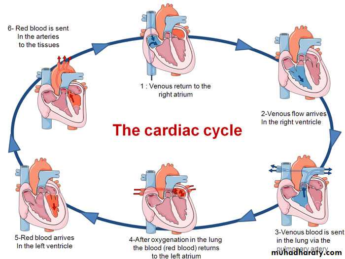The Cardiac Cycle