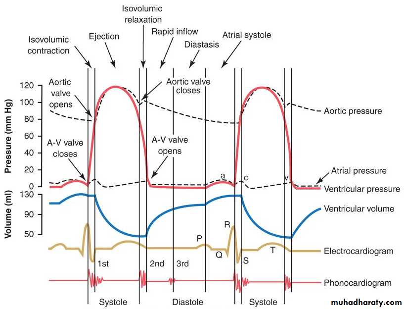 The Cardiac Cycle