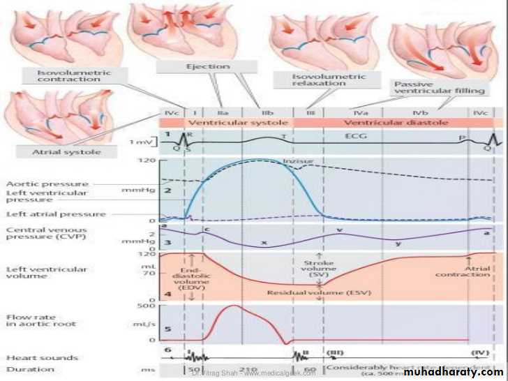 The Cardiac Cycle