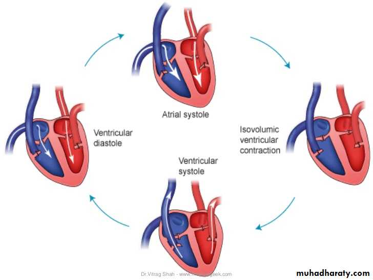The Cardiac Cycle