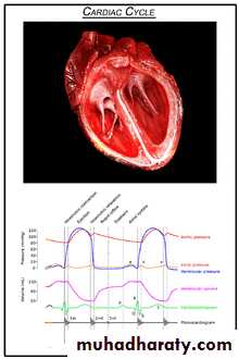 The Cardiac Cycle