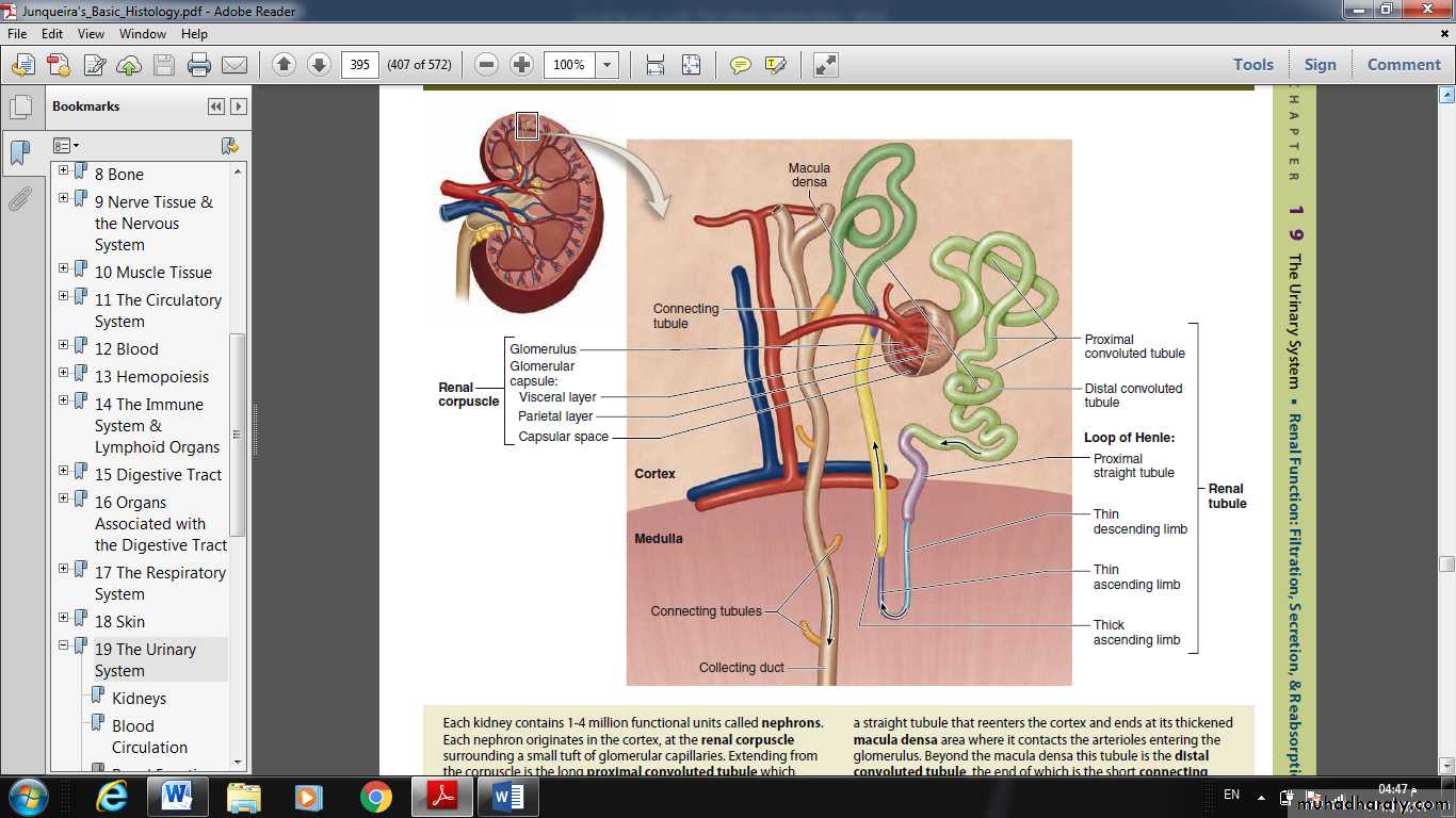 Urinary System