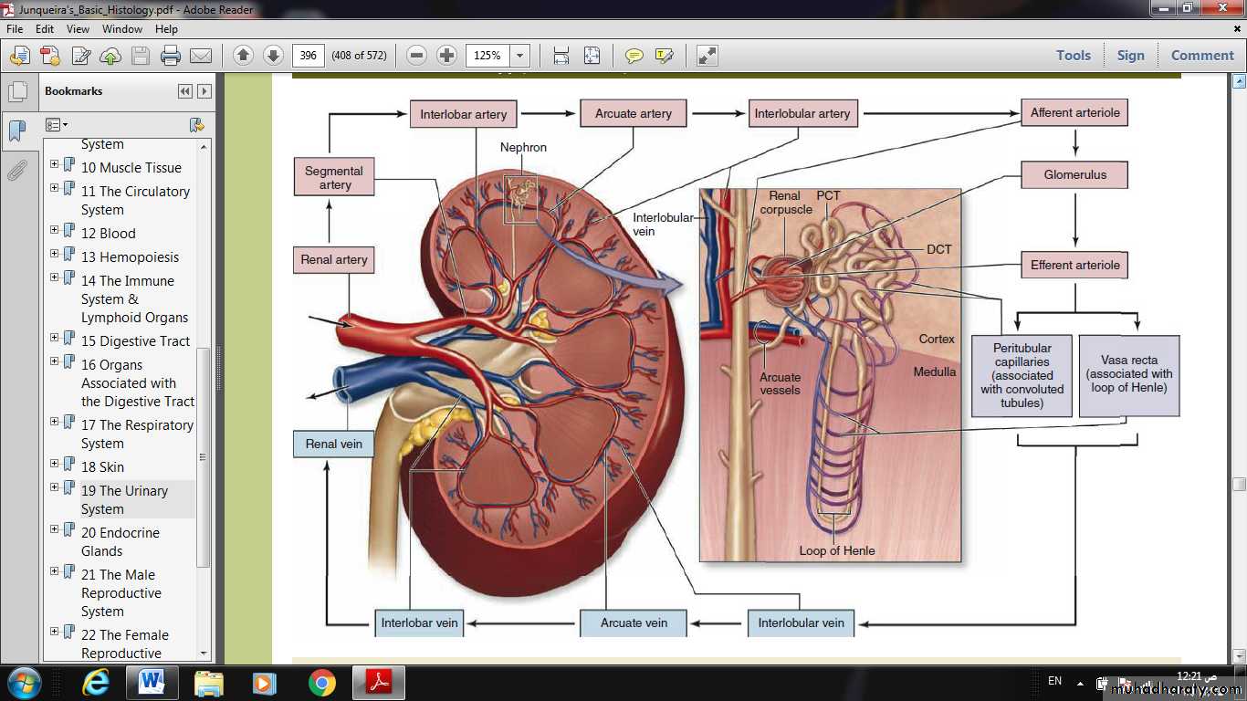 Urinary System