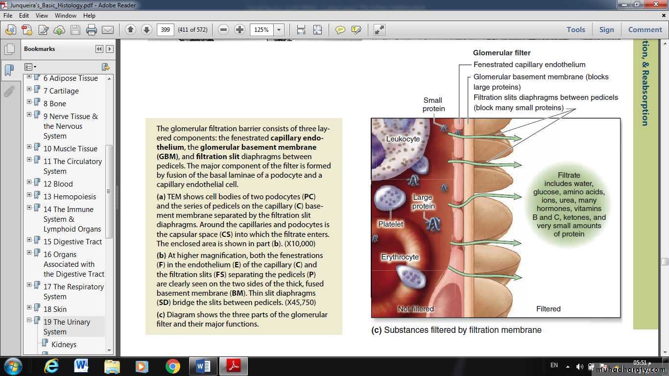 Urinary System