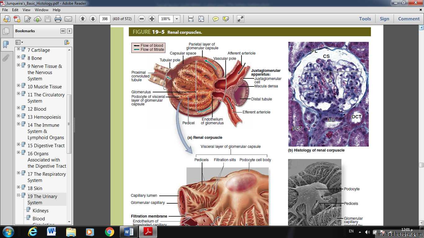 Urinary System