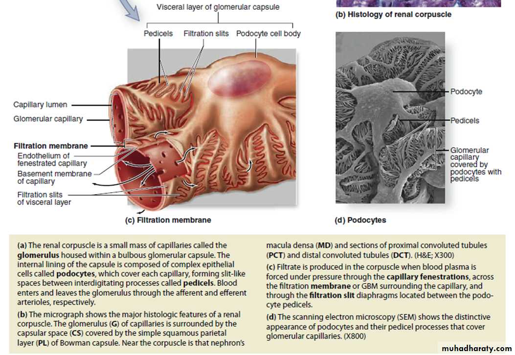Urinary System