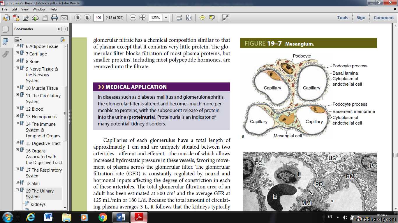 Urinary System
