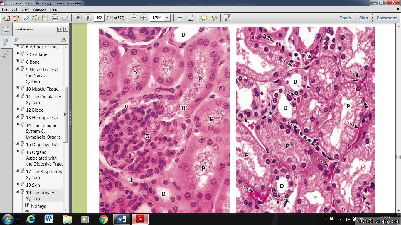 Urinary System