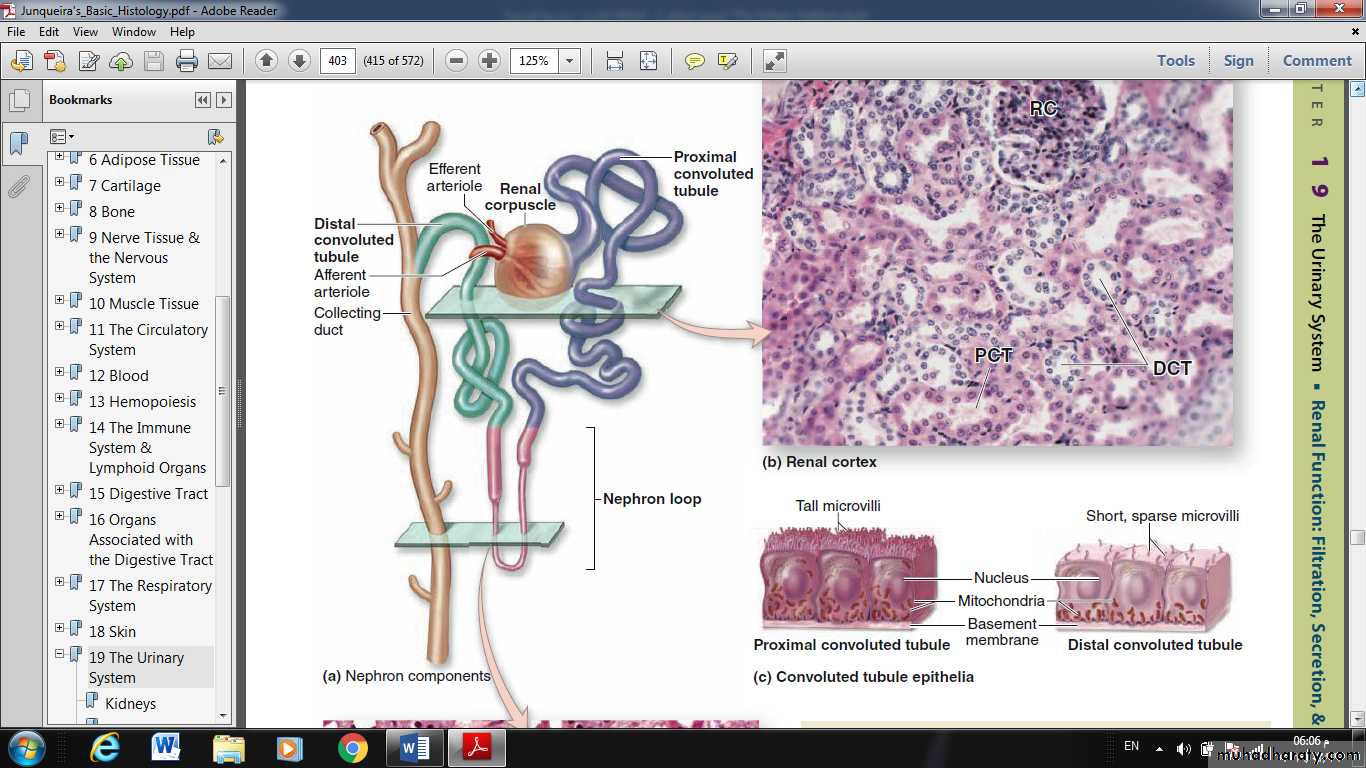 Urinary System