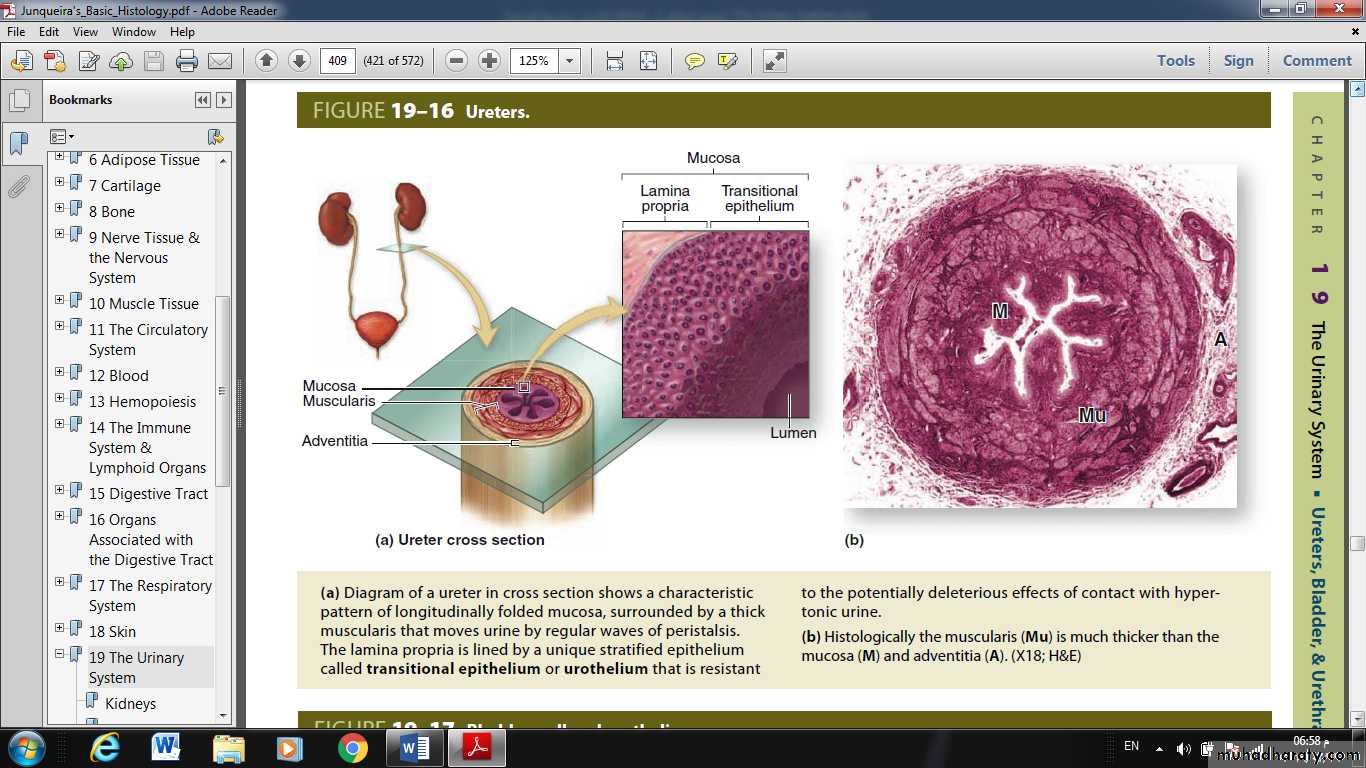 Urinary System