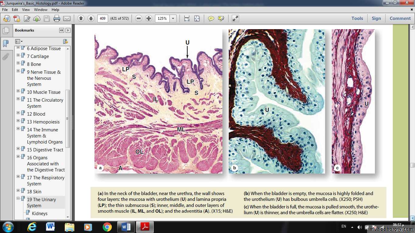 Urinary System