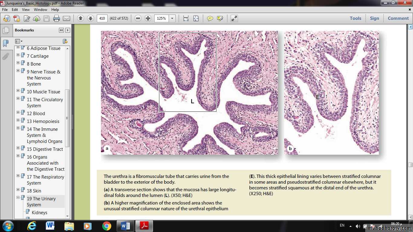 Urinary System