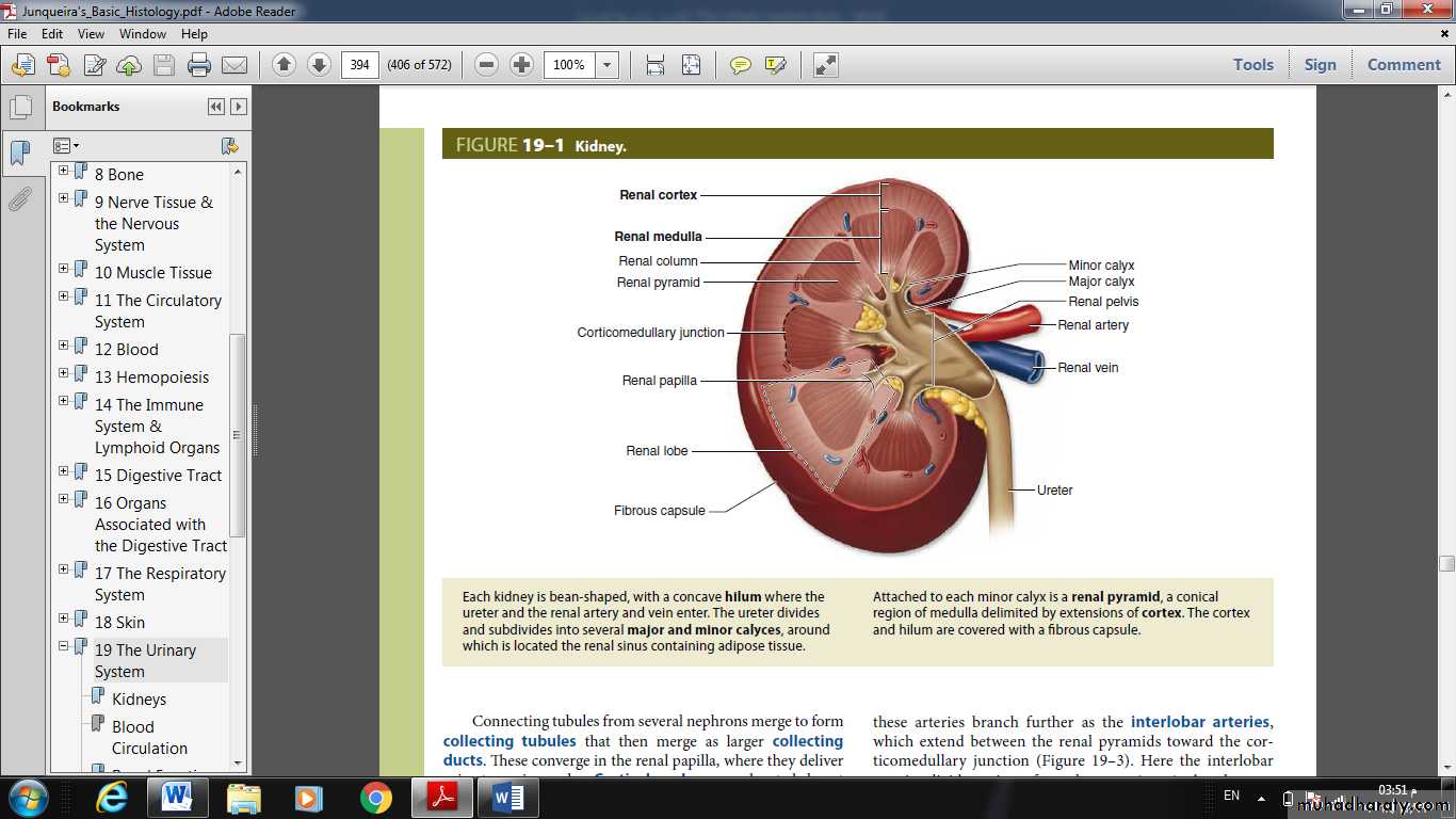 Urinary System