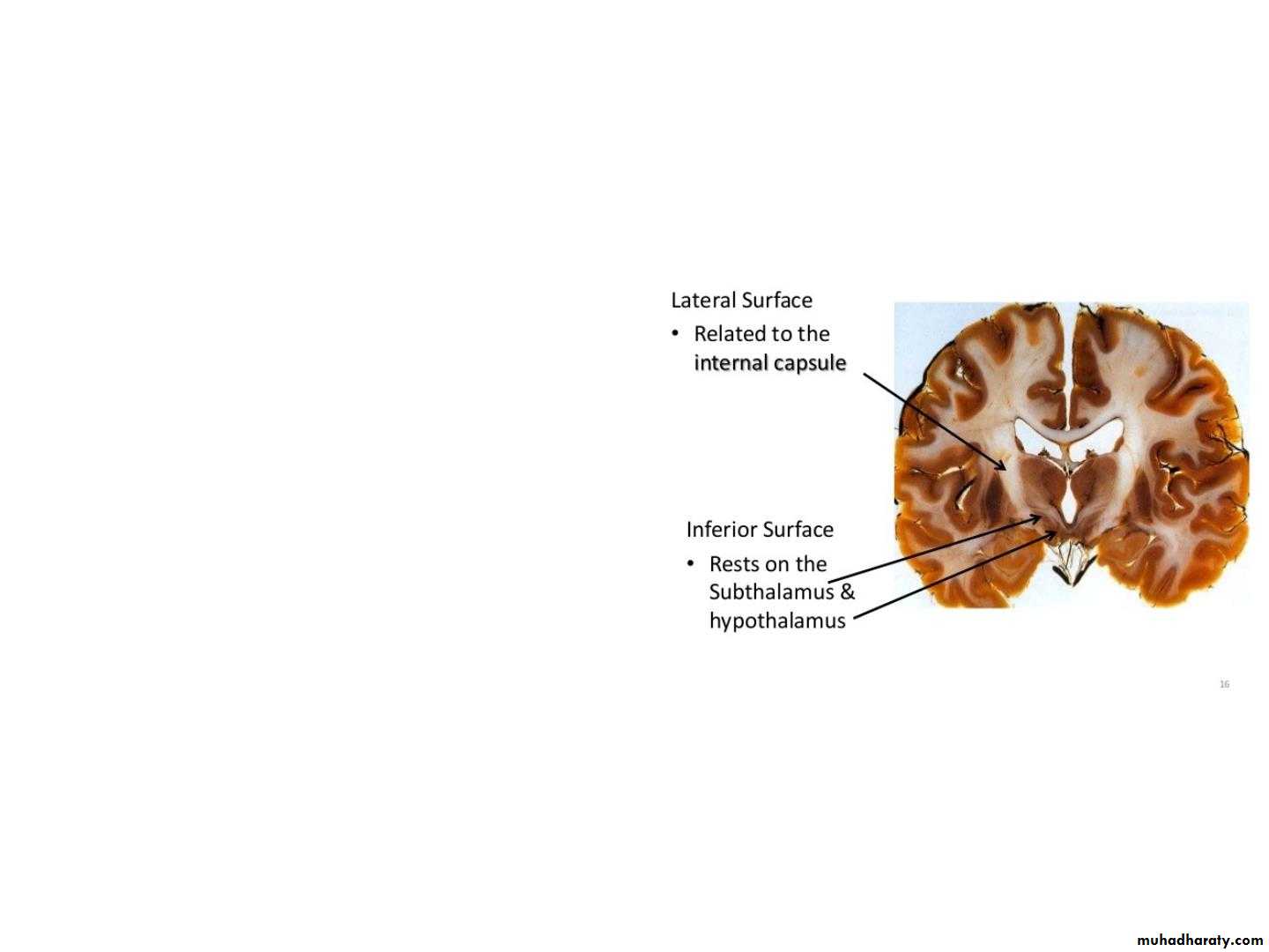 Diencephalon