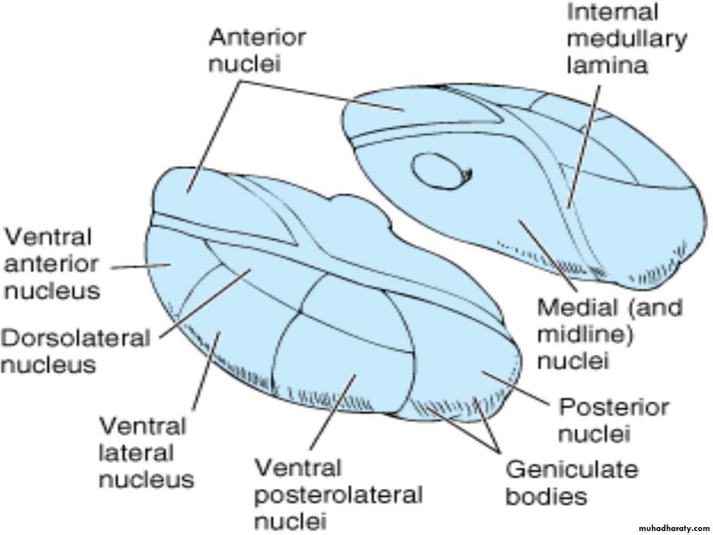 Diencephalon
