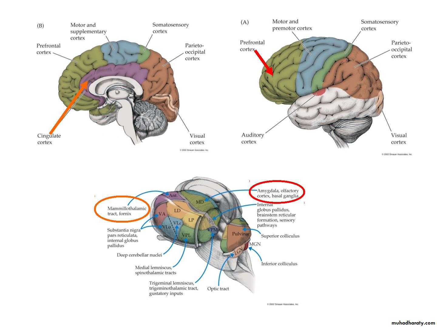 Diencephalon