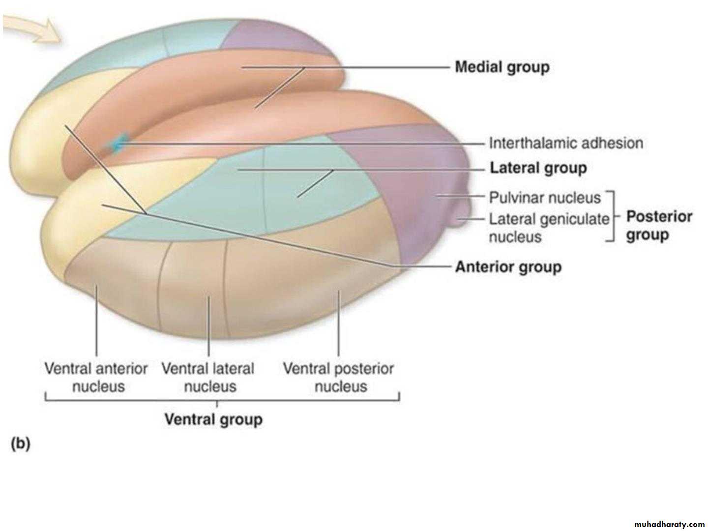 Diencephalon