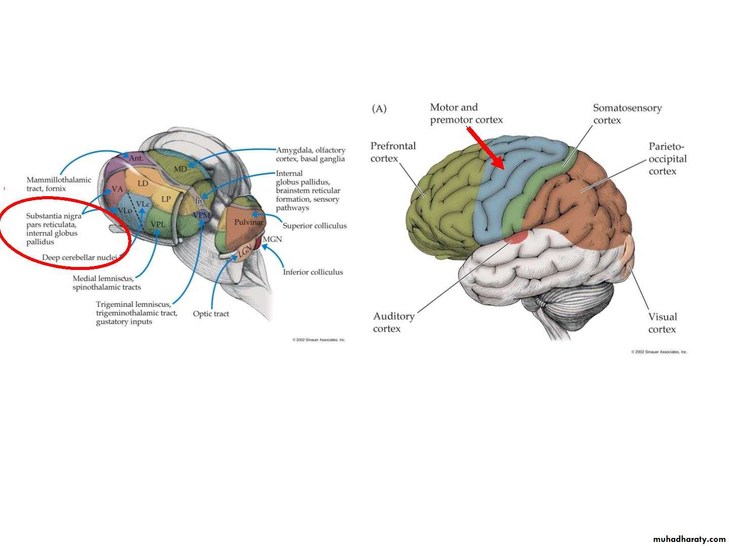 Diencephalon
