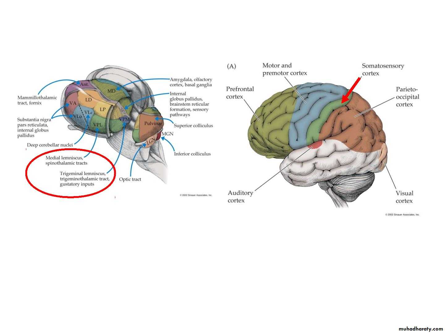 Diencephalon