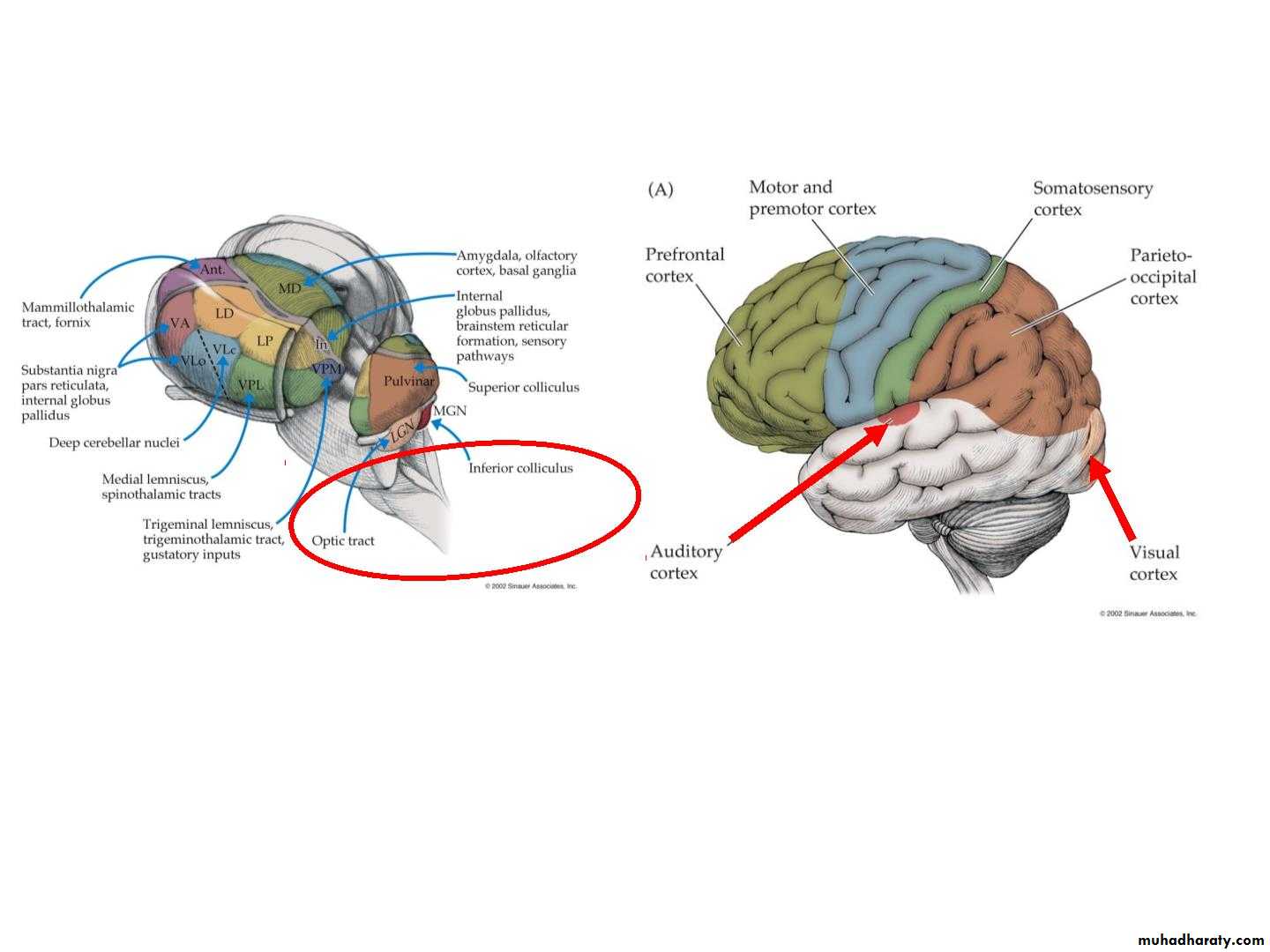 Diencephalon