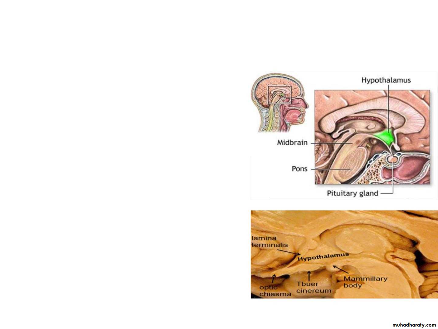 Diencephalon