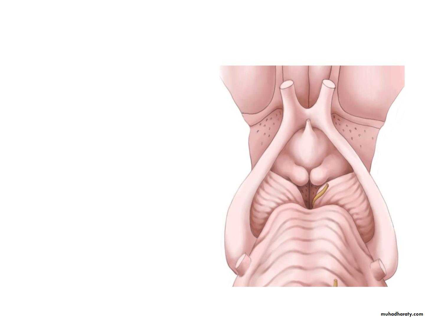 Diencephalon