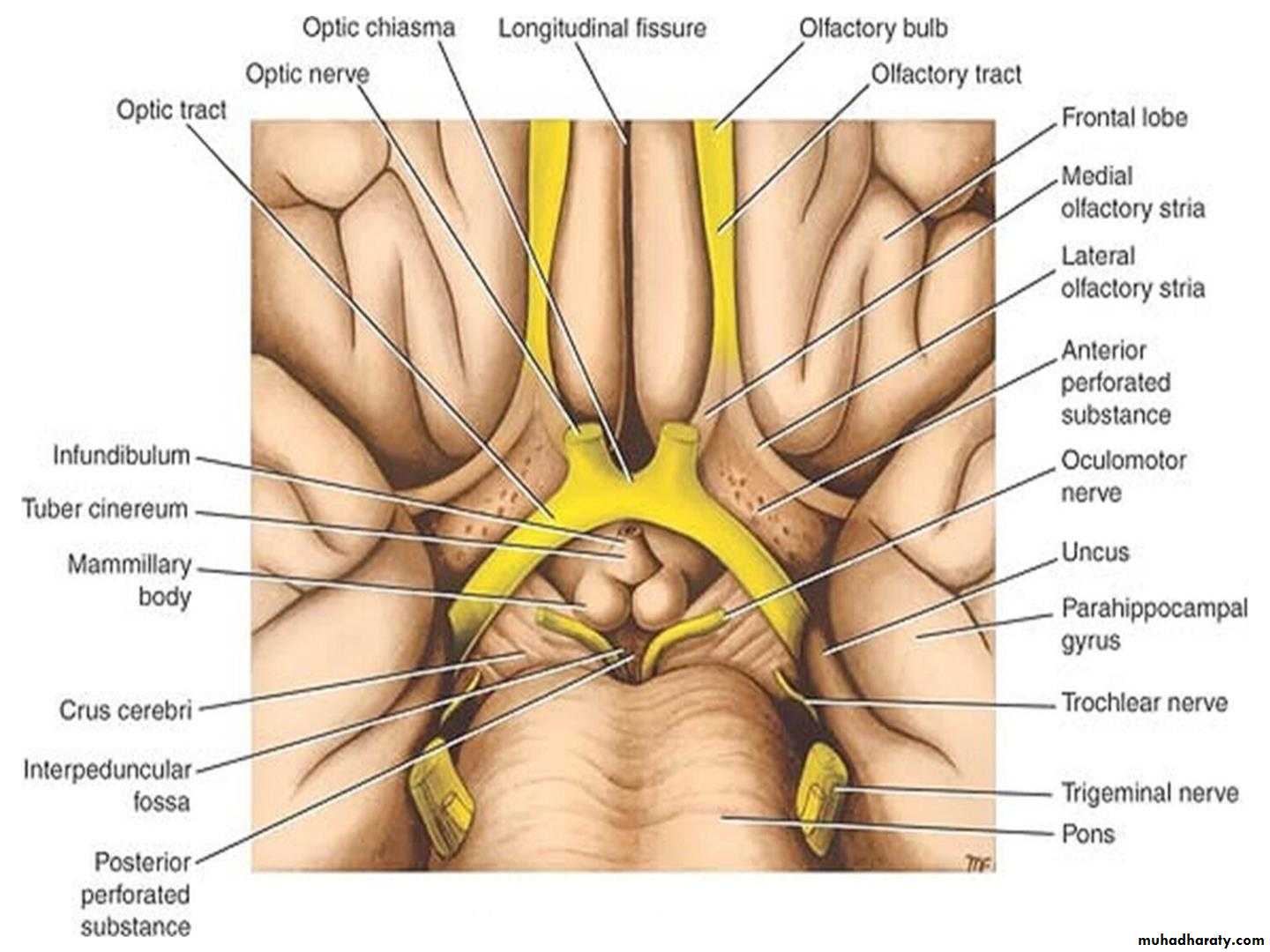 Diencephalon