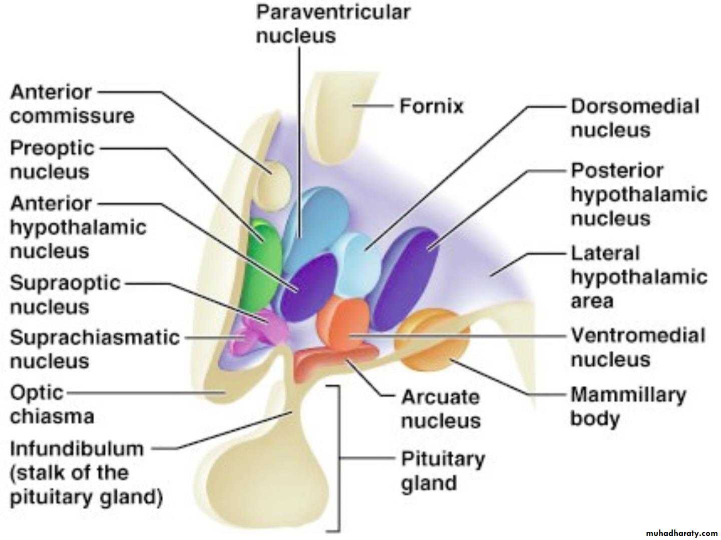 Diencephalon