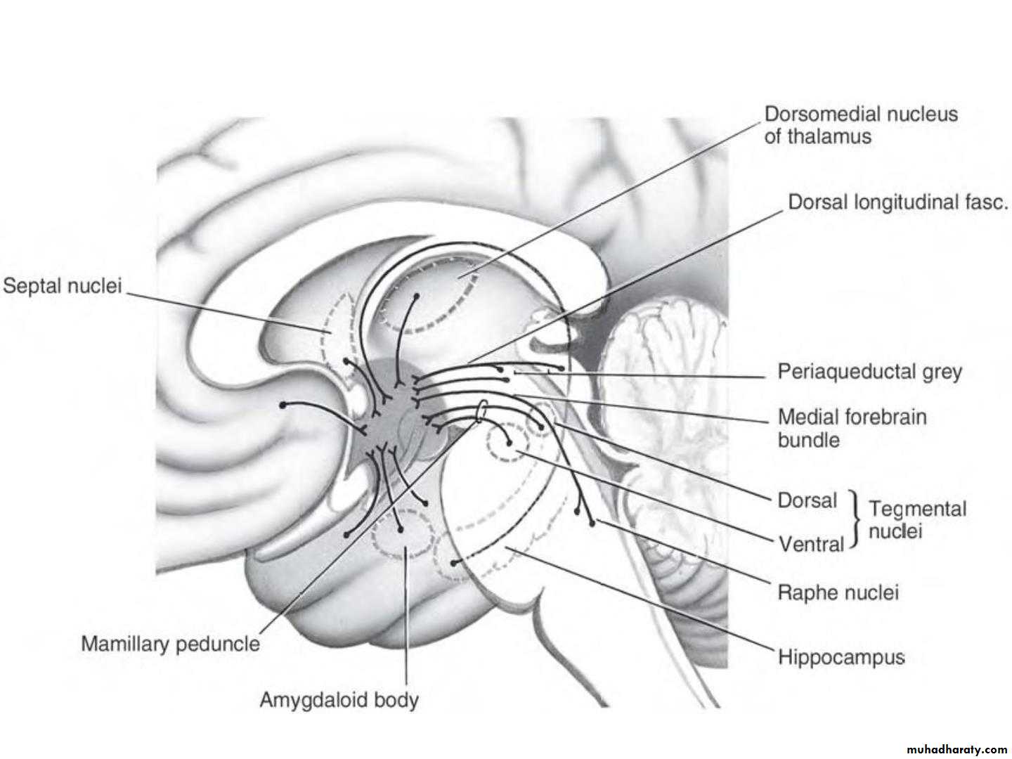 Diencephalon