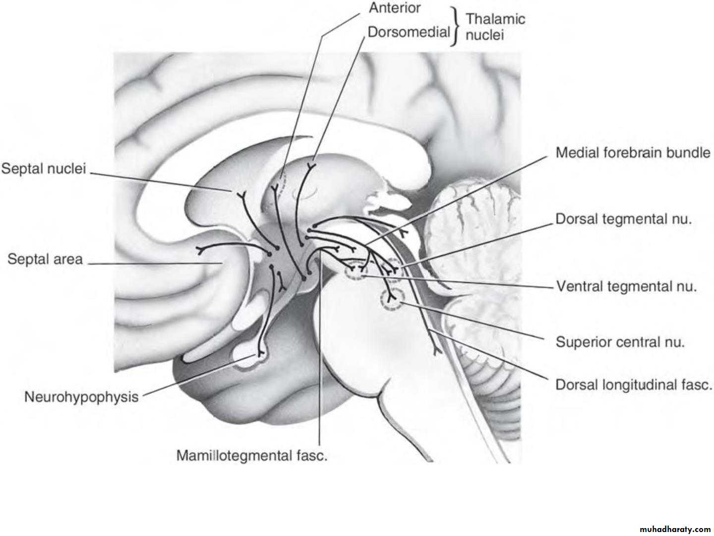 Diencephalon