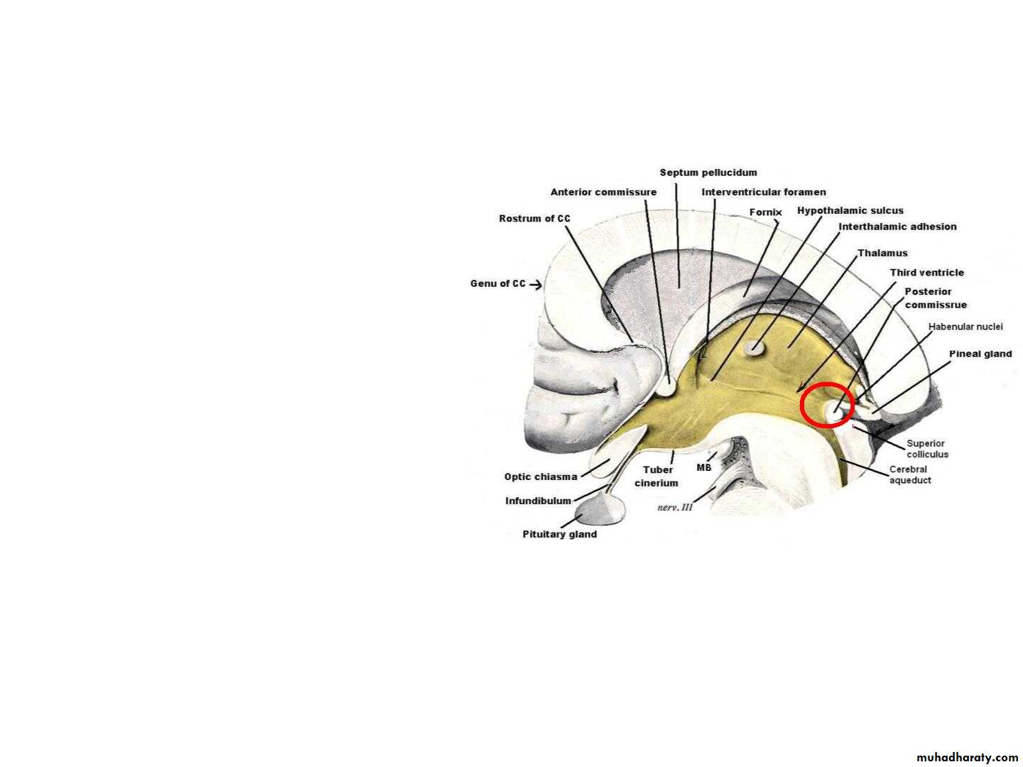 Diencephalon