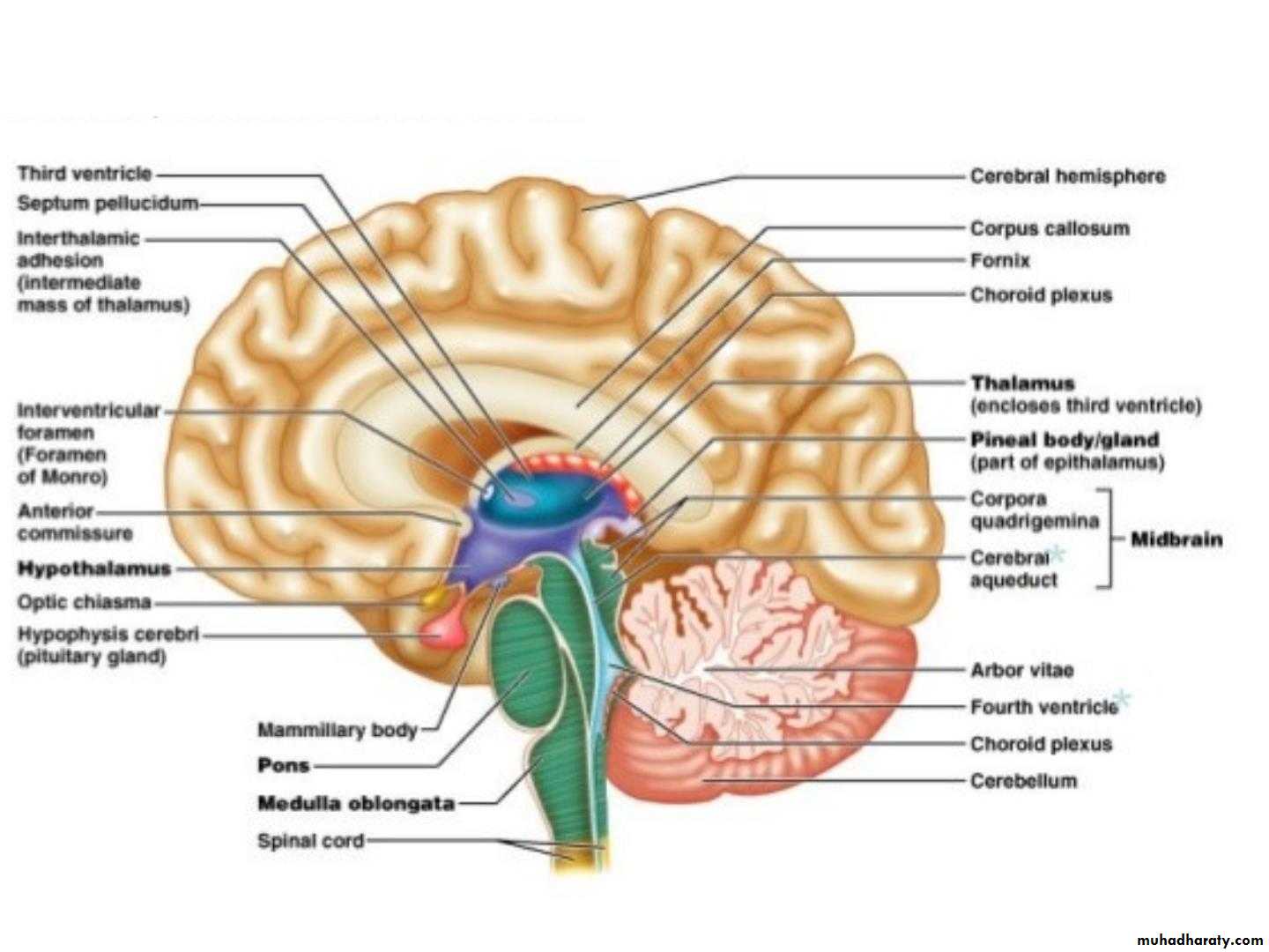 Diencephalon
