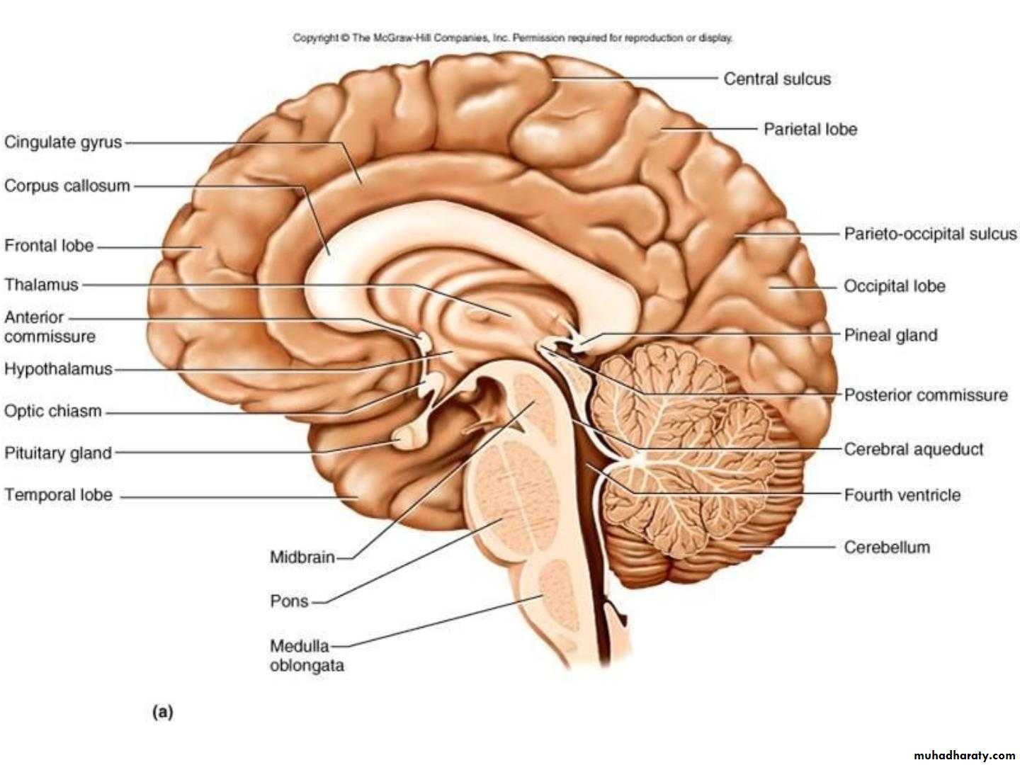 Diencephalon