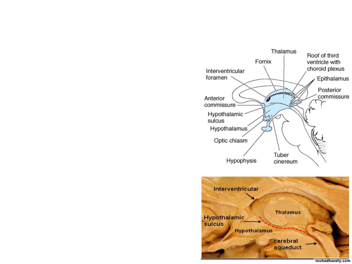 Diencephalon