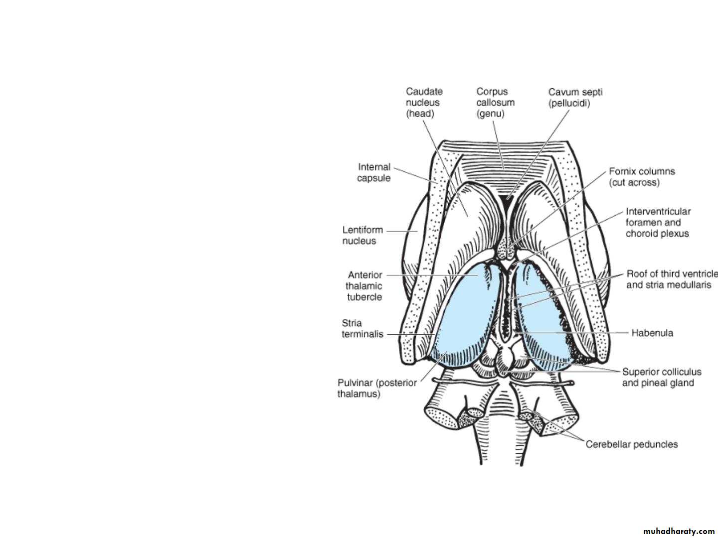 Diencephalon