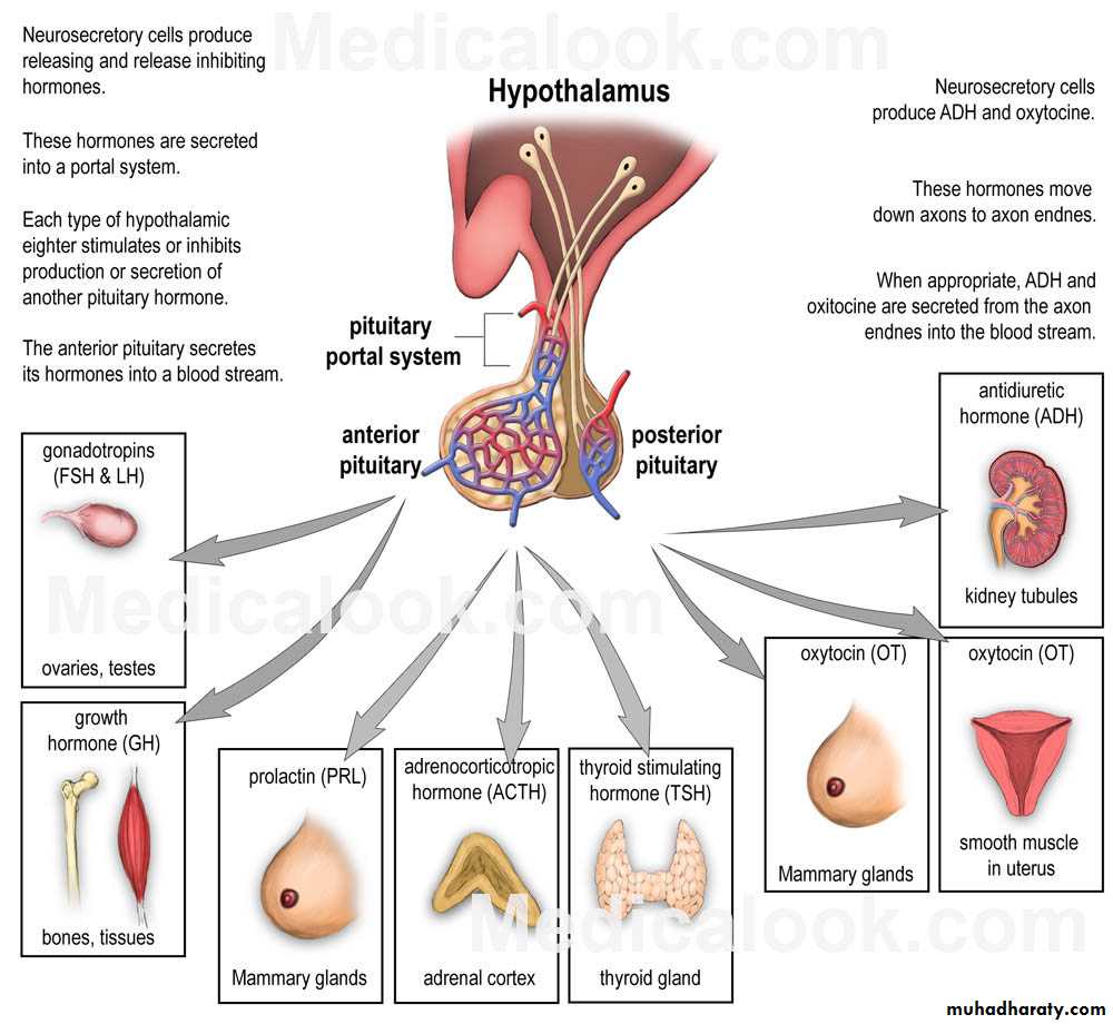 Endocrine system
