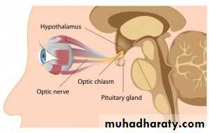 Endocrine system