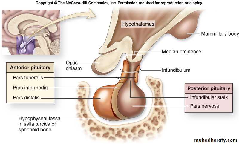 Endocrine system